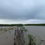Rừng ngập mặn Cà Mau