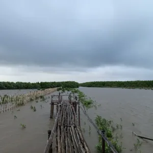 Rừng ngập mặn Cà Mau