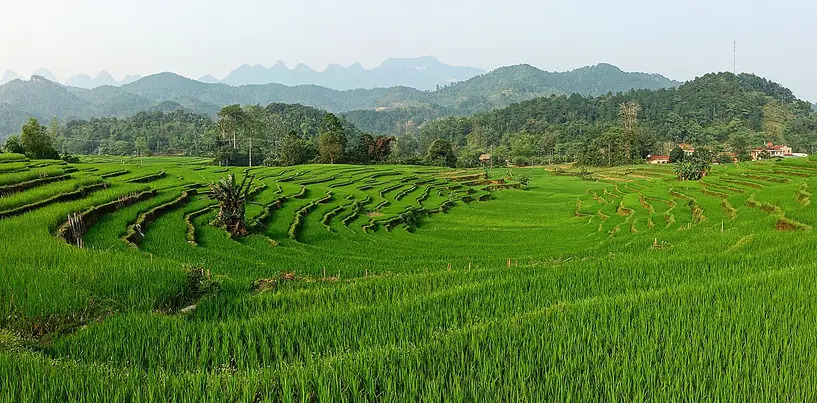 Ruộng bậc thang xanh mướt ở Hà Giang