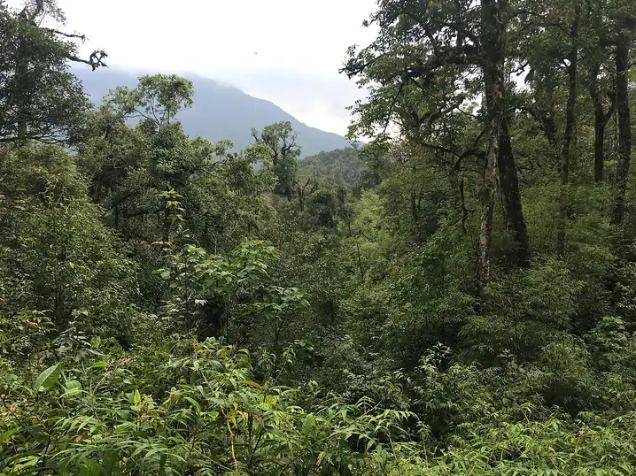 Rừng núi Hoàng Liên Sơn
