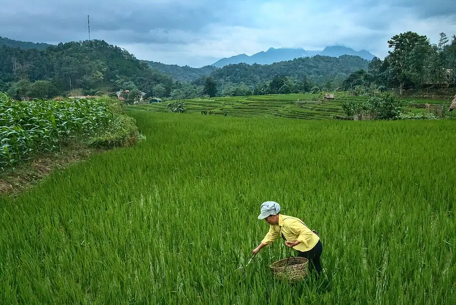 Người nông dân trên ruộng ở Hạ Thành, Hà Giang