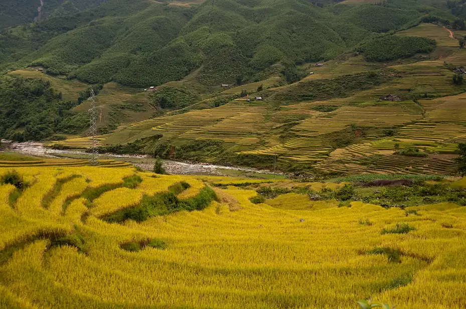 Ruộng bậc thang Sa Pa mùa lúa chín