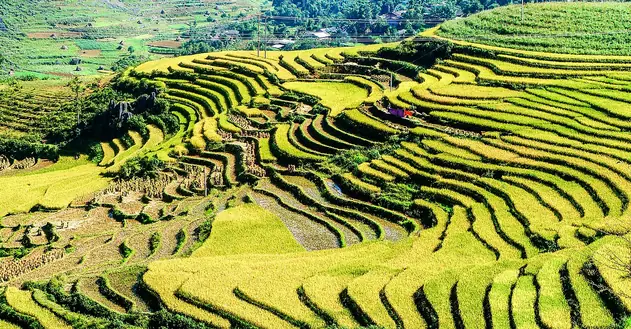 Ruộng bậc thang Hà Giang mùa lúa chín