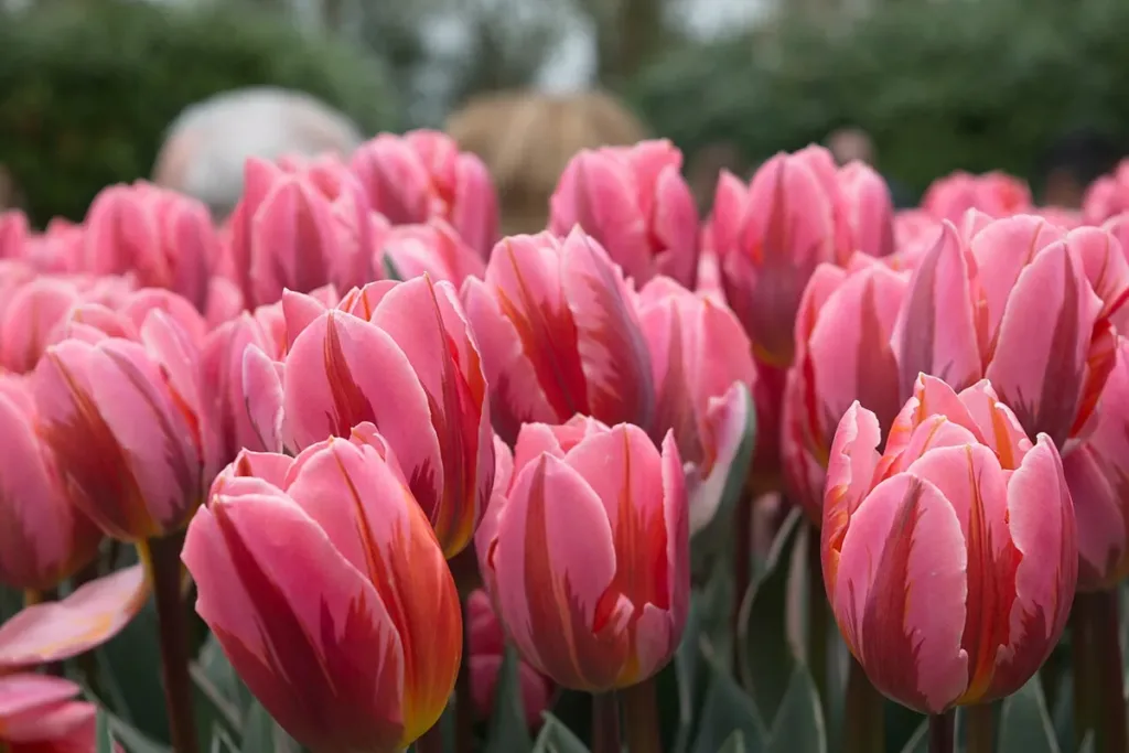 Hoa tulip Hà Lan