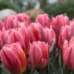 Hoa tulip Hà Lan