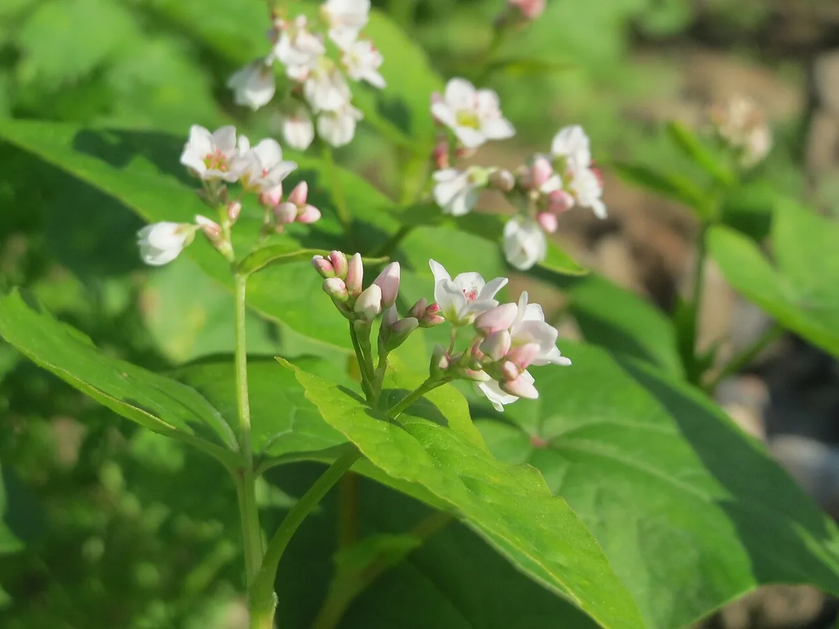 Cận cảnh hoa tam giác mạch (ảnh minh họa)