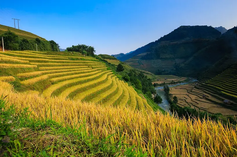Ruộng bậc thang Hoàng Su Phì mùa lúa chín