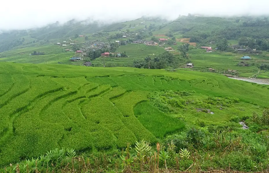 Ruộng bậc thang bản Tả Van, nơi có nhiều homestay