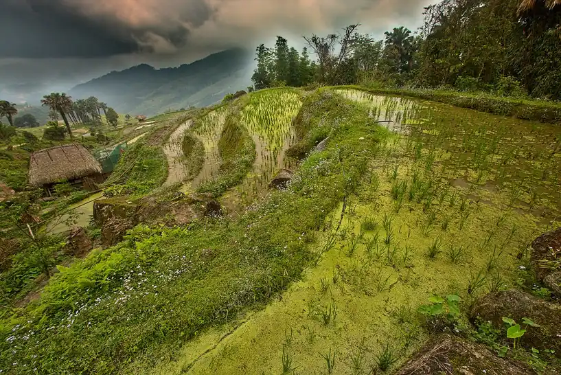 Ruộng bậc thang Lùng Vài trong mây