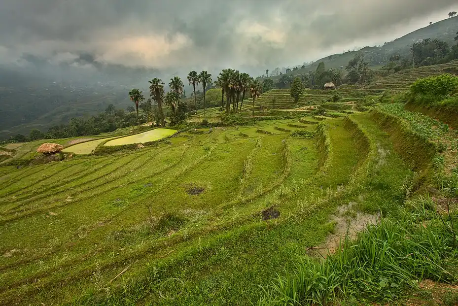 Ruộng bậc thang Lùng Vài, Hà Giang