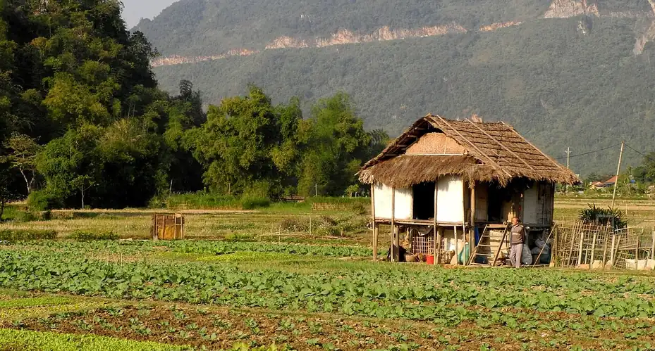 Nhà gỗ giữa vườn rau ở Mai Châu