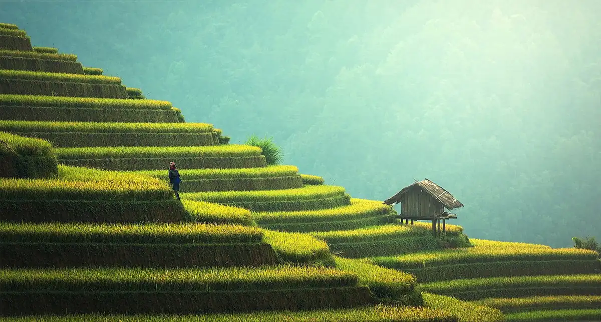 Người dân đi trên bờ ruộng bậc thang Mù Cang Chải