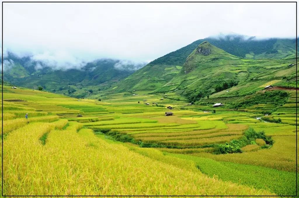 Ruộng bậc thang Lìm Mông mùa lúa xanh