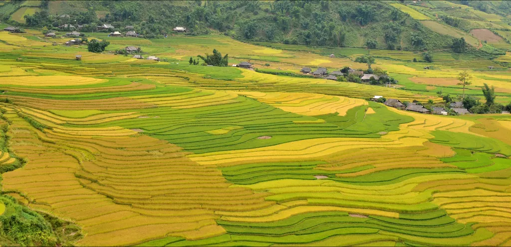 Ruộng bậc thang Lìm Mông chuyển vàng