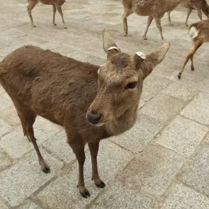 Hươu ở công viên Nara