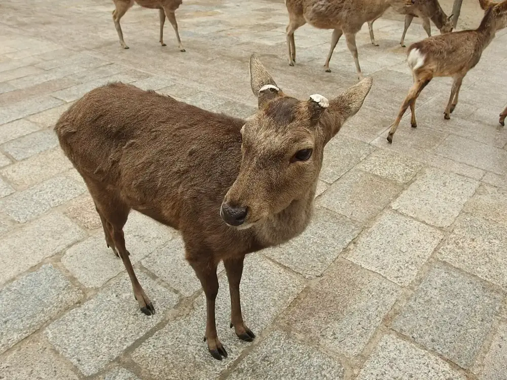Hươu ở công viên Nara