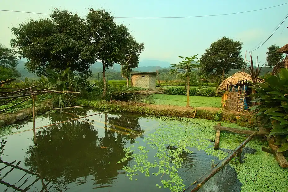 Ruộng và ao ở Hạ Thành, Hà Giang