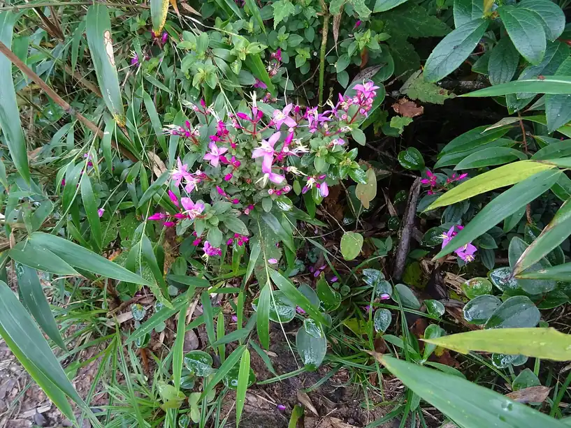 Hoa rừng trên dãy Hoàng Liên Sơn