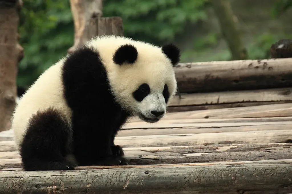 Gấu trúc ở Thành Đô, Tứ Xuyên