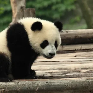 Gấu trúc ở Thành Đô, Tứ Xuyên