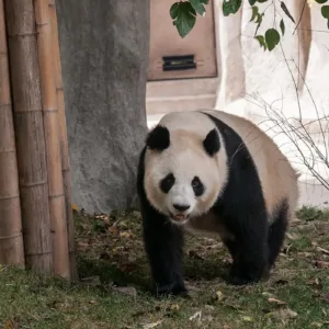 Gấu trúc ở Thành Đô, Tứ Xuyên