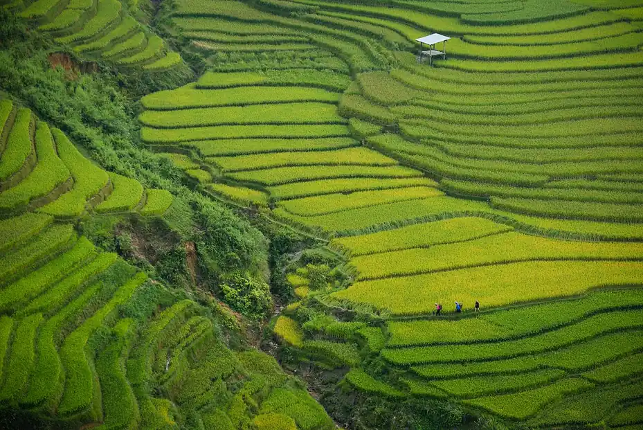 Thung lũng ruộng bậc thang nhìn từ đèo Khau Phạ