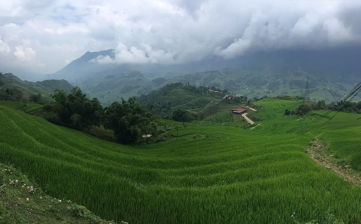 Ruộng bậc thang Sa Pa dưới mây mù